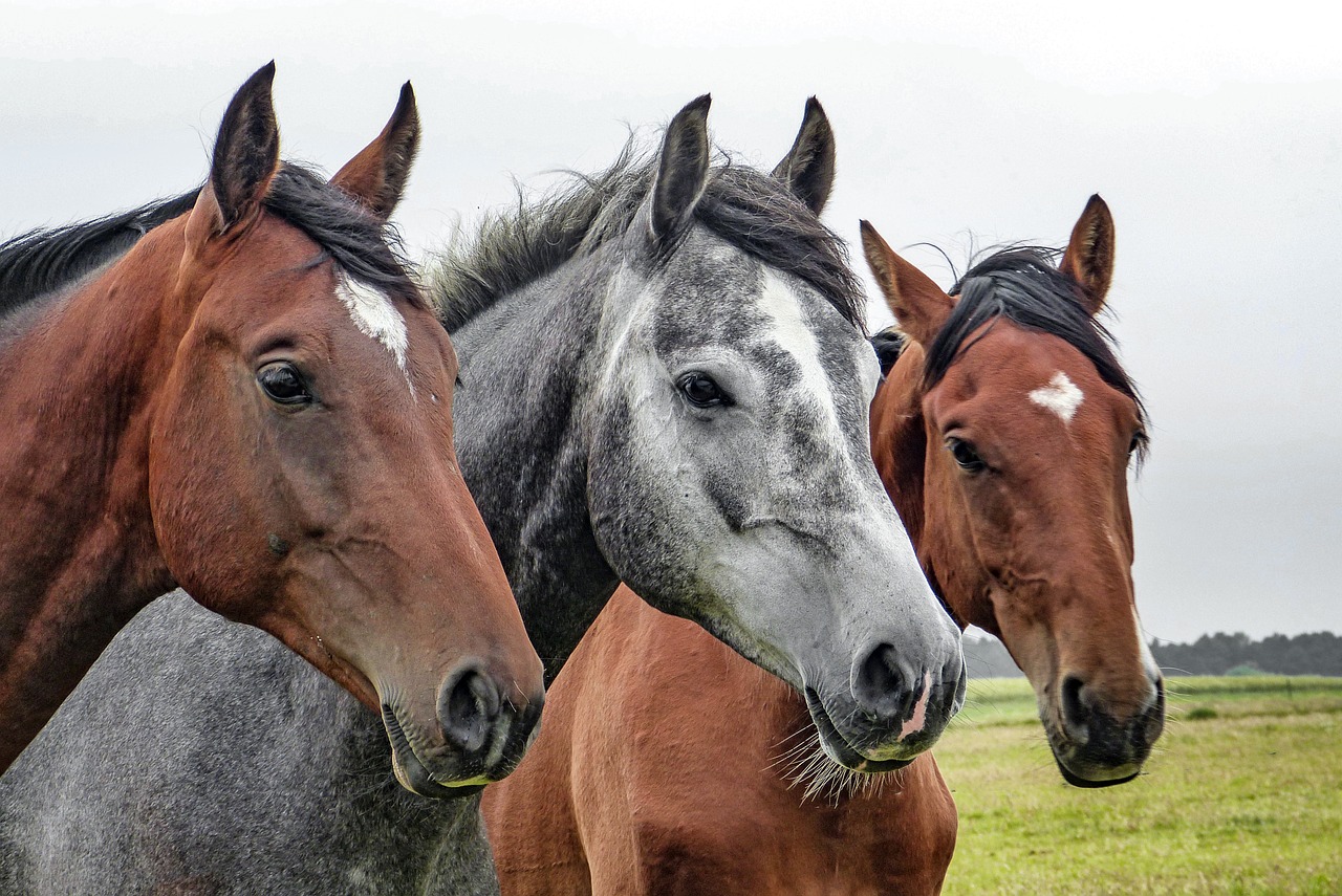 Pferdehalter-Haftpflicht SC Finanz- und Versicherungsmakler